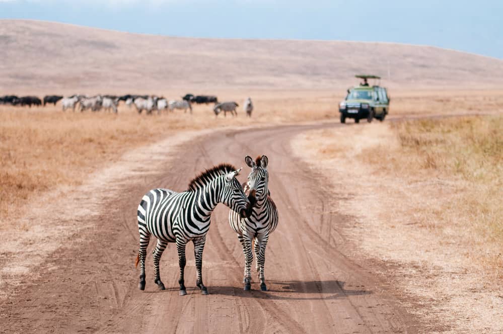 The UK’s Nicest Drive Through Zoos